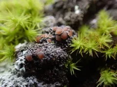 Petaled Shingle Lichen thumbnail 1