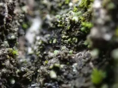 Waynea californica thumbnail 1