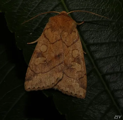 Etched Sallow