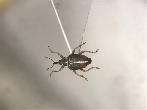 Ceutorhynchus semirufus