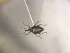 Ceutorhynchus semirufus thumbnail 1