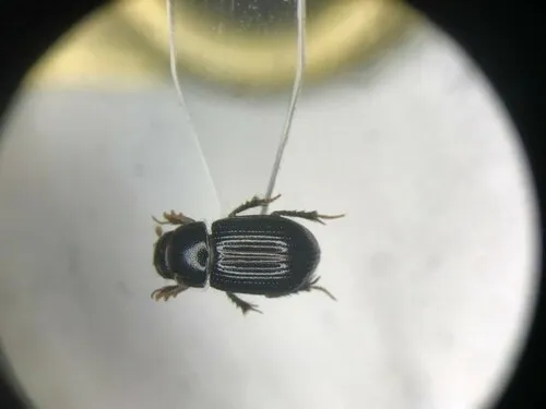 Aegialia blanchardi