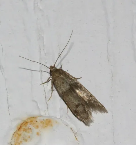 Hypatopa simplicella