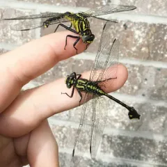 Cobra Clubtail thumbnail 2
