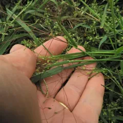 Fall Witchgrass thumbnail 3