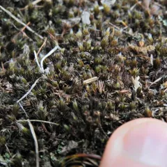 bristly haircap moss thumbnail 2