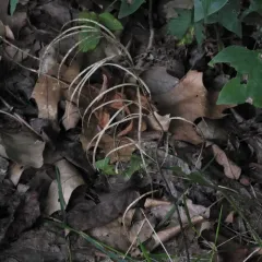 smooth rockcress thumbnail 4