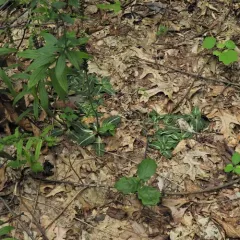 downy rattlesnake plantain thumbnail 2