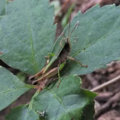 Short-winged Green Grasshopper thumbnail 3
