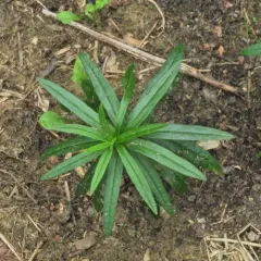 butterfly milkweed thumbnail 4