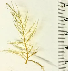 stringy acid kelp thumbnail 2