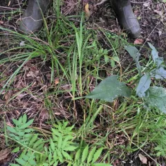 Mitchell's sedge thumbnail 3