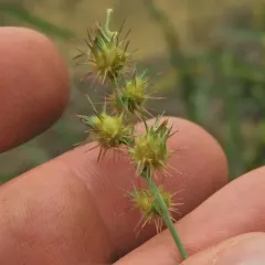 mat sandbur thumbnail 3