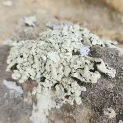 rock greenshield lichen thumbnail 4