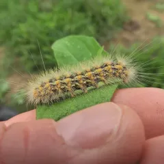 Salt Marsh Moth thumbnail 3