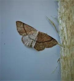 Cyclophora dataria thumbnail 1