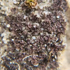 Birdnest Jellyskin Lichen thumbnail 4