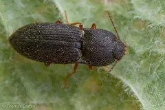 Rough Click Beetle thumbnail 4