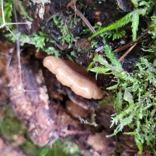Hohenbuehelia angustata