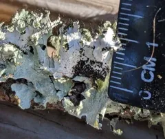 Lacy Powdered-ruffle thumbnail 2