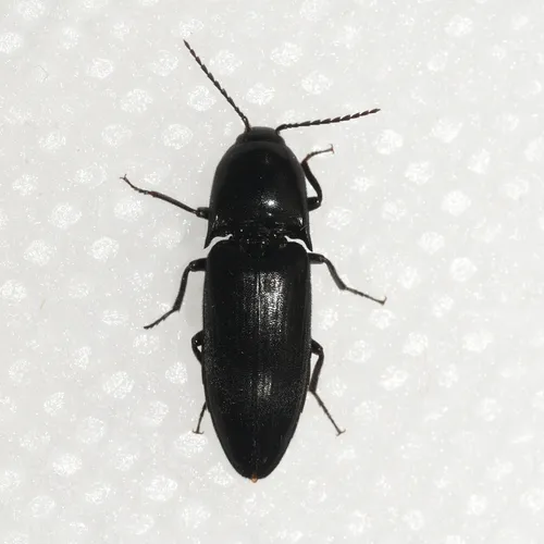 Abrupt Click Beetle