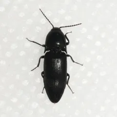 Abrupt Click Beetle thumbnail 1