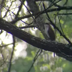 Black-billed Cuckoo thumbnail 2
