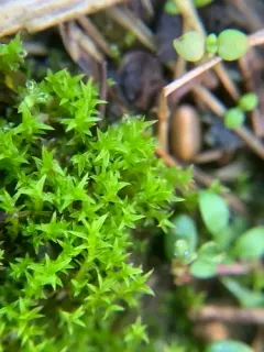 Hornschuch's Beard-moss thumbnail 3