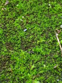 lesser bird's-claw beard-moss thumbnail 3