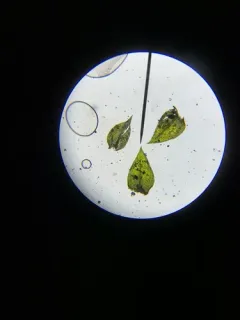 Swartz's Feather-moss thumbnail 3