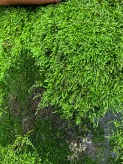 Rusty Ragged Moss thumbnail 2