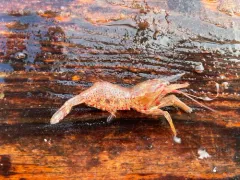 Polar Lebbeid Shrimp thumbnail 2