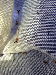 Bloody-red Shrimp thumbnail 2