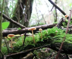 felted twiglet thumbnail 1