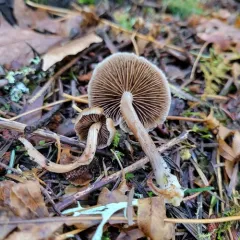 Homophron cernuum thumbnail 1