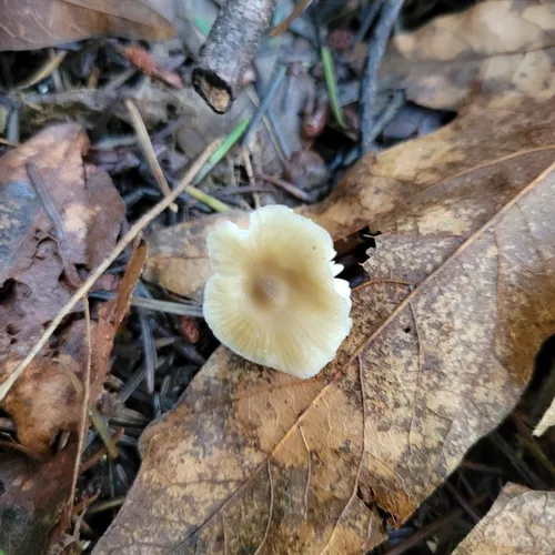 Myochromella boudieri