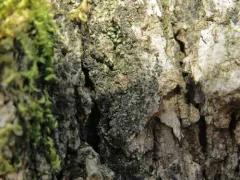 Waynea californica thumbnail 3