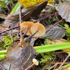 Heimiomyces fulvipes thumbnail 3