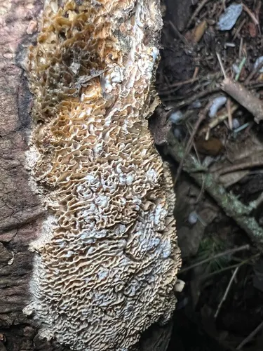 Junghuhnia zonata