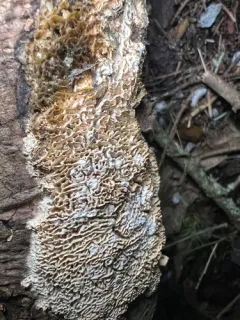 Junghuhnia zonata thumbnail 1
