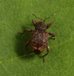 Oak Curculio thumbnail 3