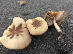 Beach Brittlestem thumbnail 4