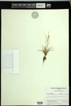 Williams' Sedge thumbnail 1