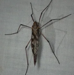 Eutonia marchandi thumbnail 2