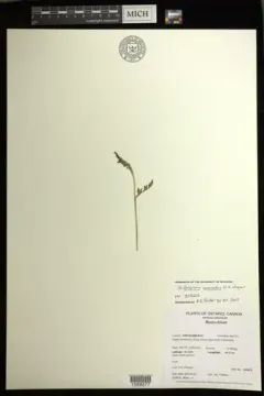 pointed moonwort thumbnail 2