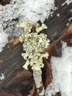 Pretty Ruffle thumbnail 3