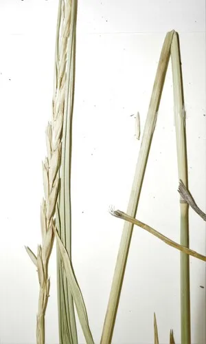 Narrowleaf Lyme Grass