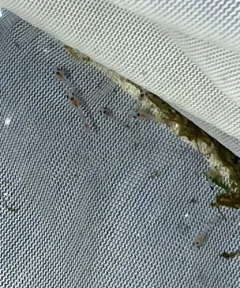 Bloody-red Shrimp thumbnail 3