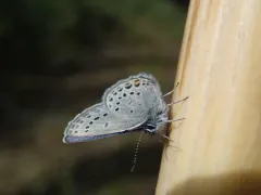 Cranberry Blue thumbnail 1