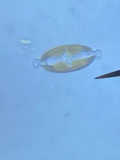 Caloneis amphisbaena thumbnail 3